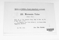 Marssonina violae image